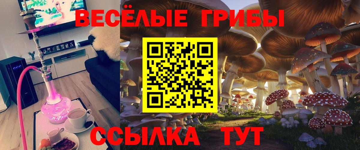 Псилоцибиновые грибы Psilocybe Куйбышев